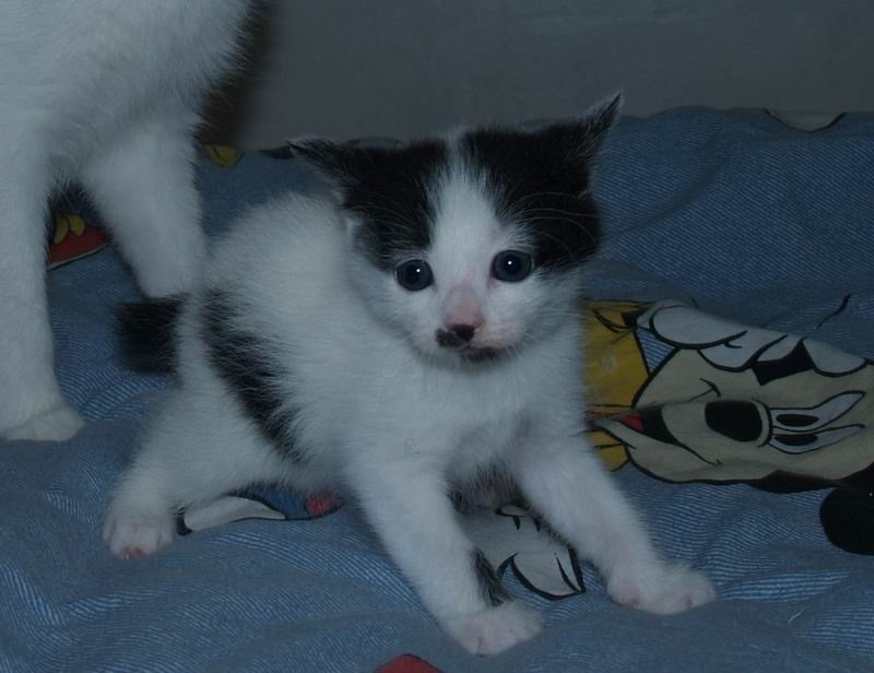 Imágenes de gatos Bobtail Japonés - Cuidar mi Gatito | Todo sobre Gatos