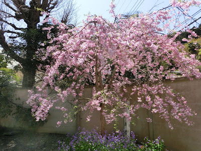 旧華頂宮邸の枝垂れ桜