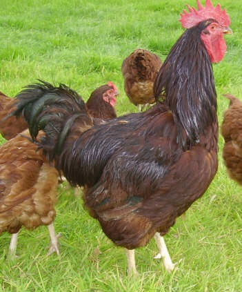  Gambar  Perhitungan Nilai Penyusutan Ayam  Ras  Petelur  