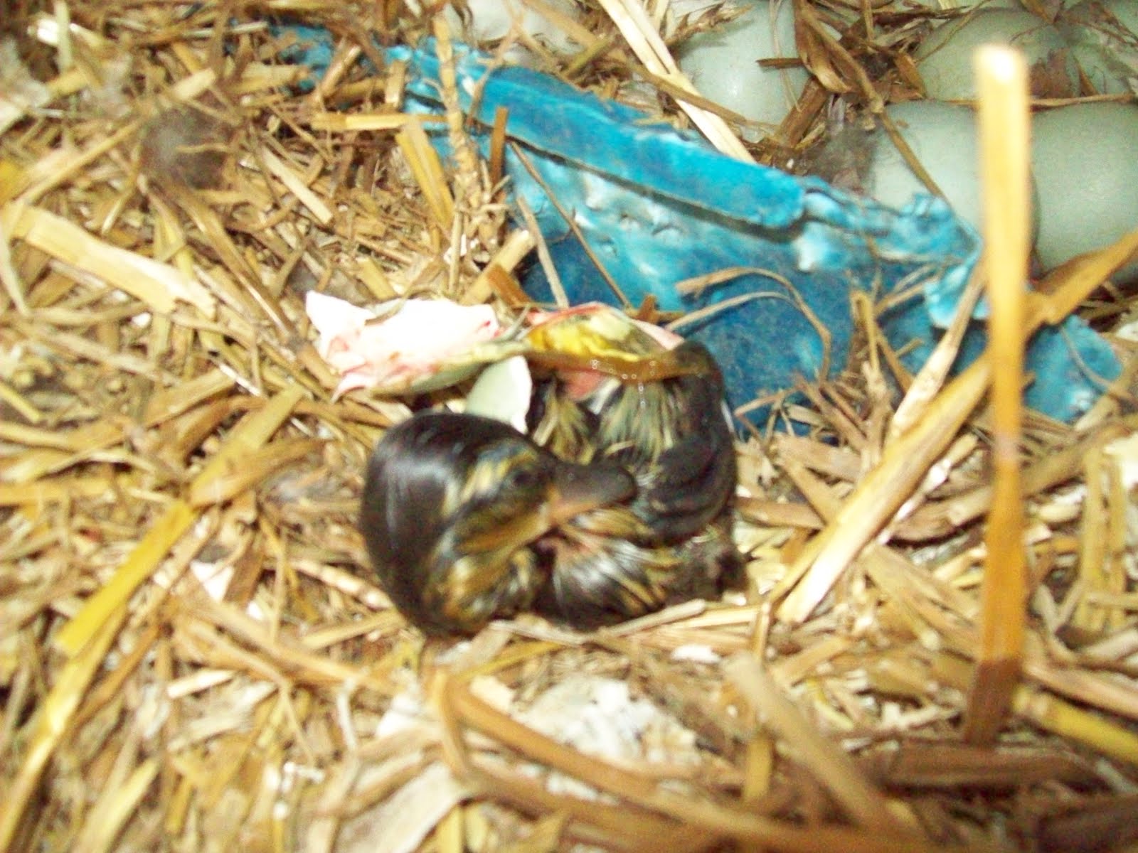 A Primitive Homestead: Hatching & Garden Progress