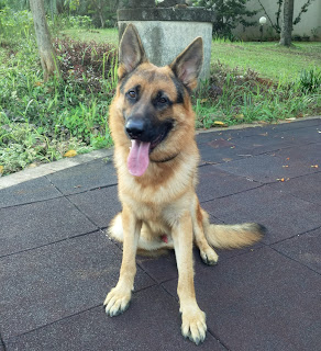 Anjing German Shepherd Logan The Wolverine Pendahuluan