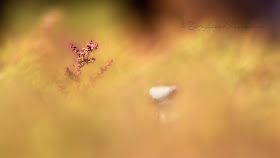 Common ringed plover Charadrius hiaticula
