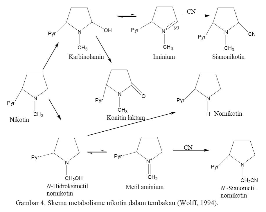 Никотин биохимия. Никотин структура. Химическая структура никотина. Окисление никотина. Никотин + HCL.