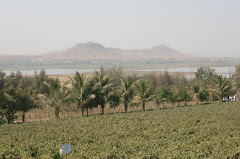 Sula Vineyard