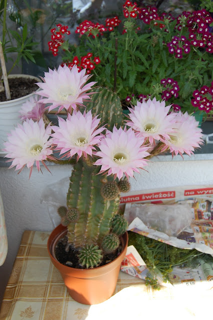 DSC_6193.JPG