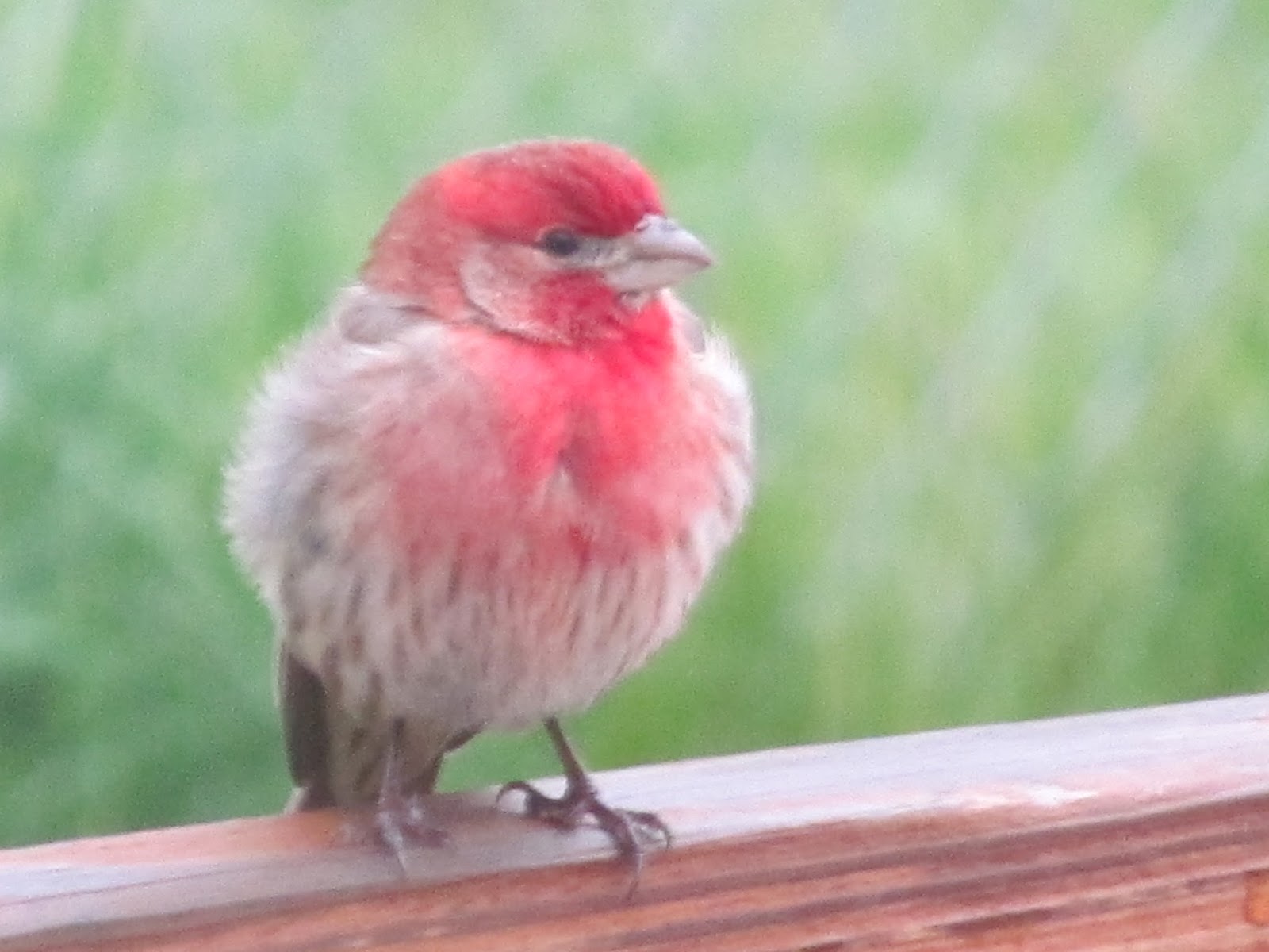 Pets and other Critters: Purple Finch