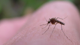 Na ugryzienie komara Jak radzić sobie z ukąszeniami po komarach