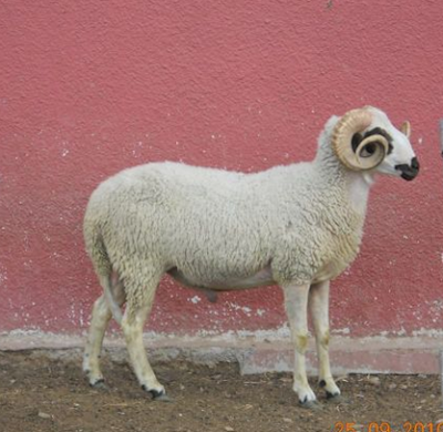 veterinerokulu: türkiyedeki koyun ırkları