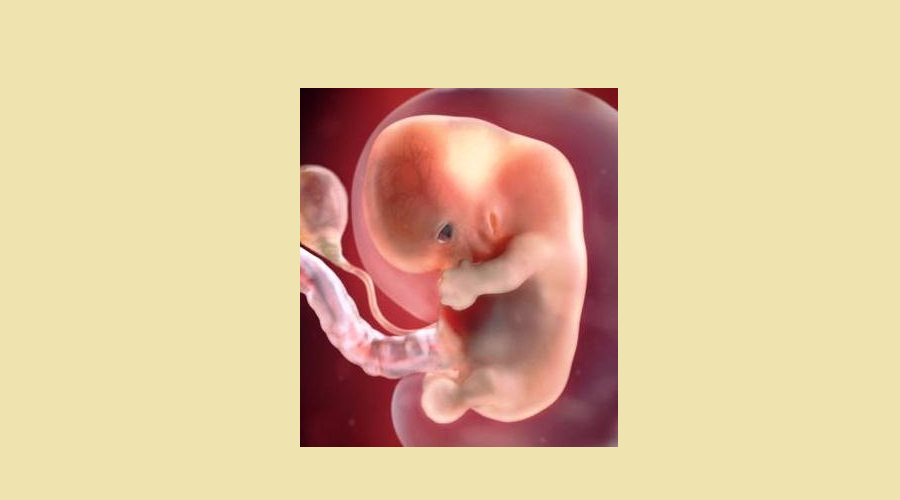 8 Haftalık Gebelik Bebeğin Kalp Atışı, Boyu, Kesesi