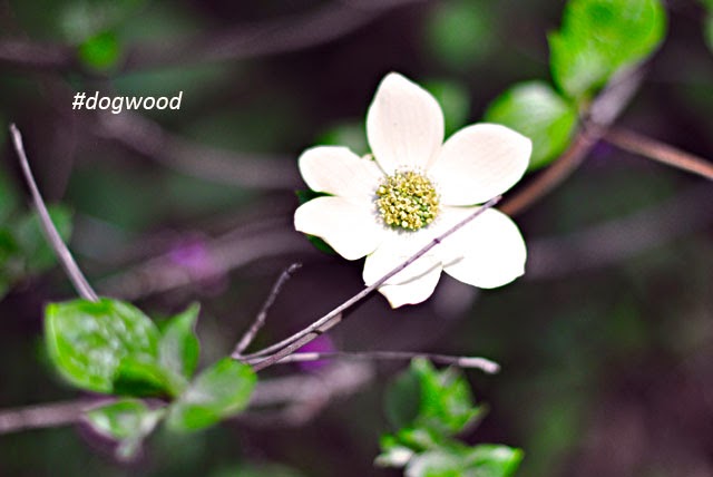 dogwood flower tree