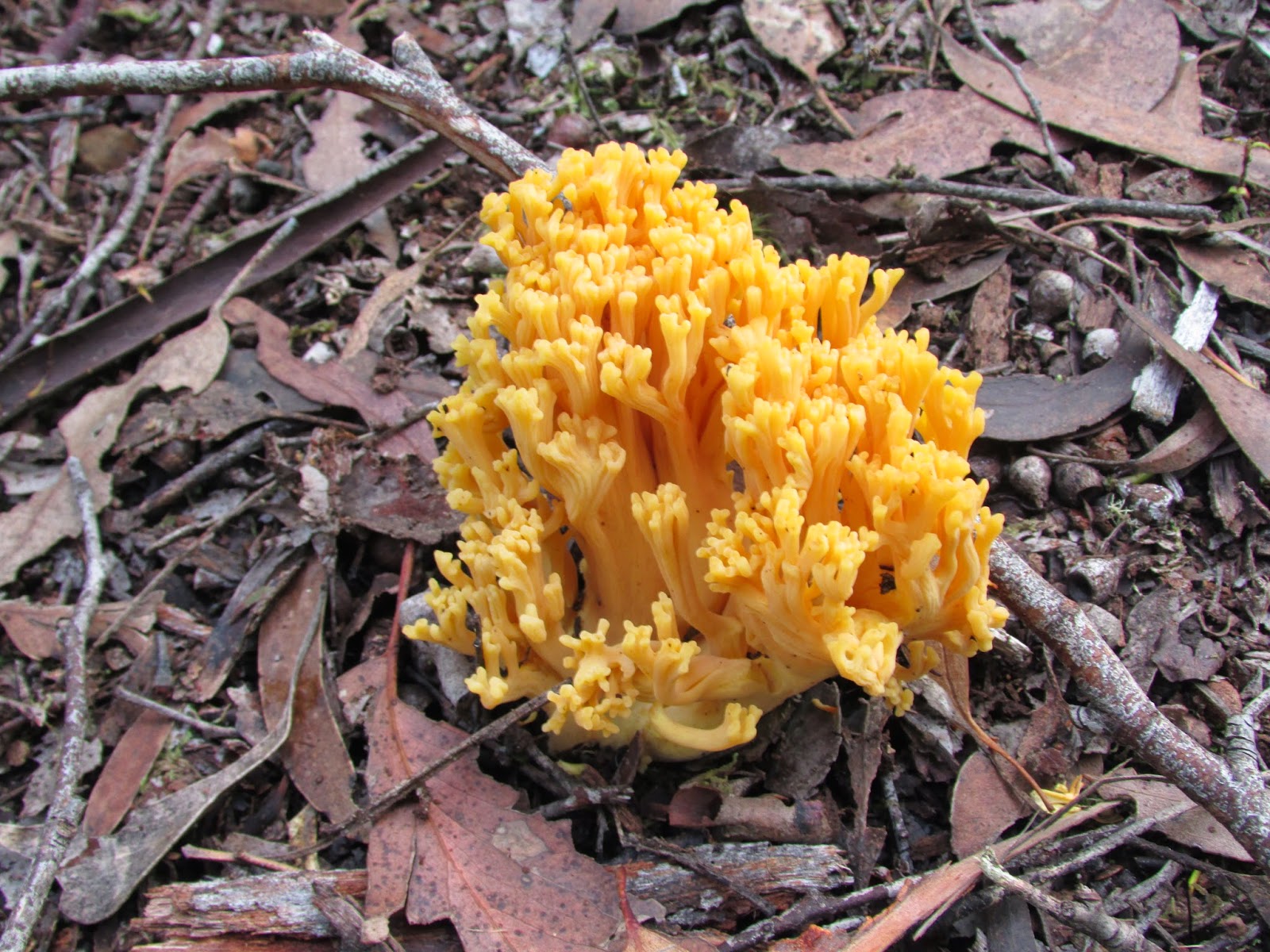 Bakers Creek Trail Hiking South East Tasmania