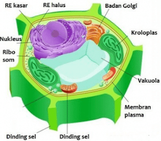 sel,pengertian sel,penjelasan tentang sel,sel prokariotik,sel eukariotik,organel sel,sel lengkap,penemu sel,teori sel.