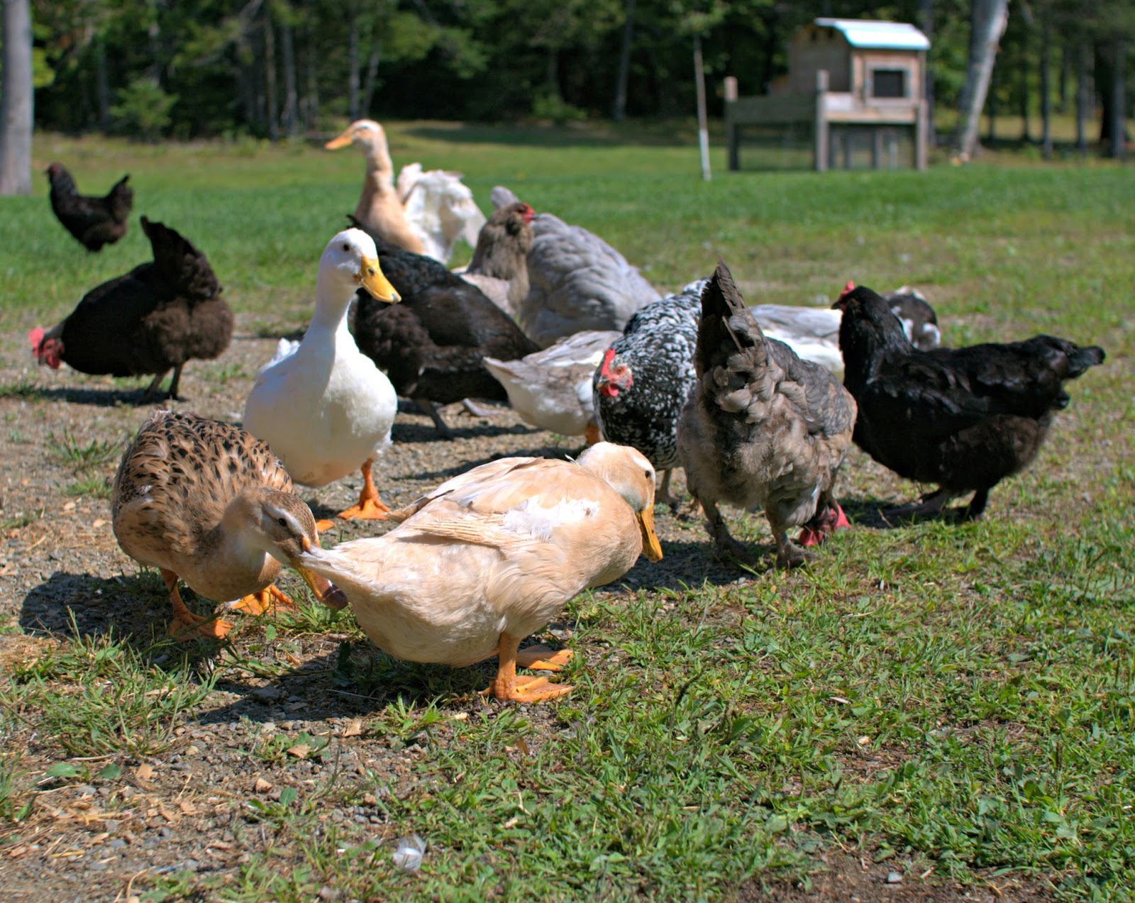 Building a Chicken Coop ? Some Things to Consider Fresh Eggs Daily®