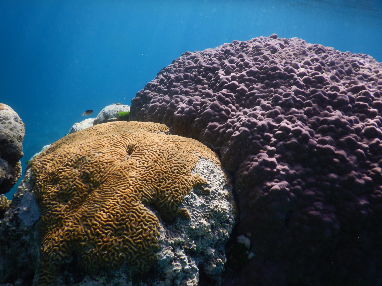 Australia Great Barrier Reef Ribbon Reef 10