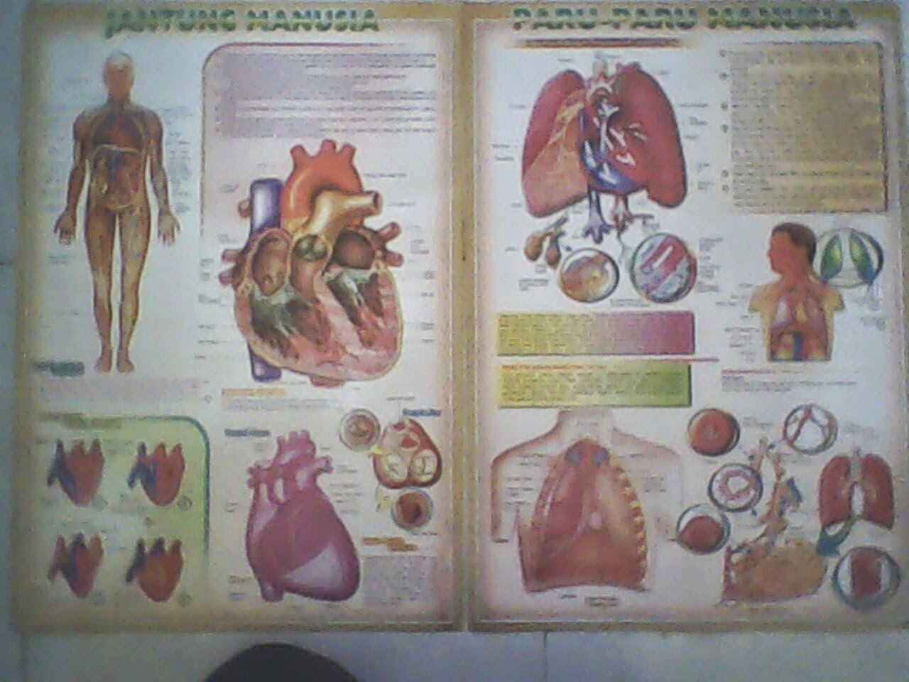 Toko Buku Jagad Ilmu Poster  Organ  organ  Tubuh  Manusia 