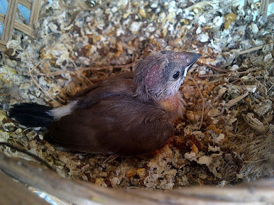 10 Jenis Finch Yang Paling Sering Dicari Pawiro Bird Farm Dove