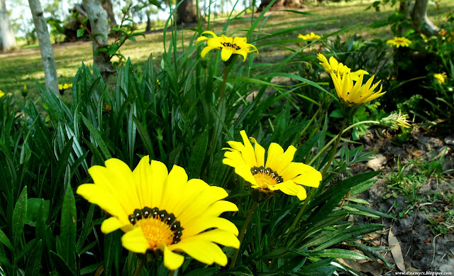 rayito de sol - flores amarillas