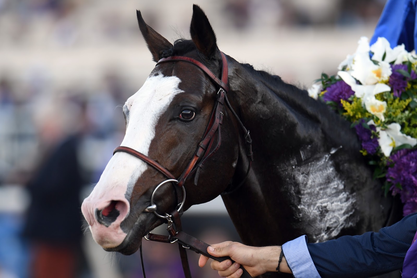 A Veterinarian's Take Talismanic! Racehorse Medication in America