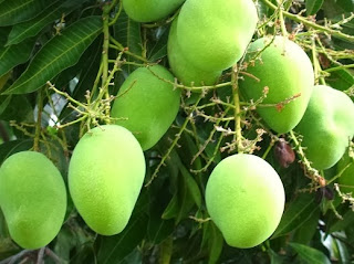 Mangga Indonesia harga