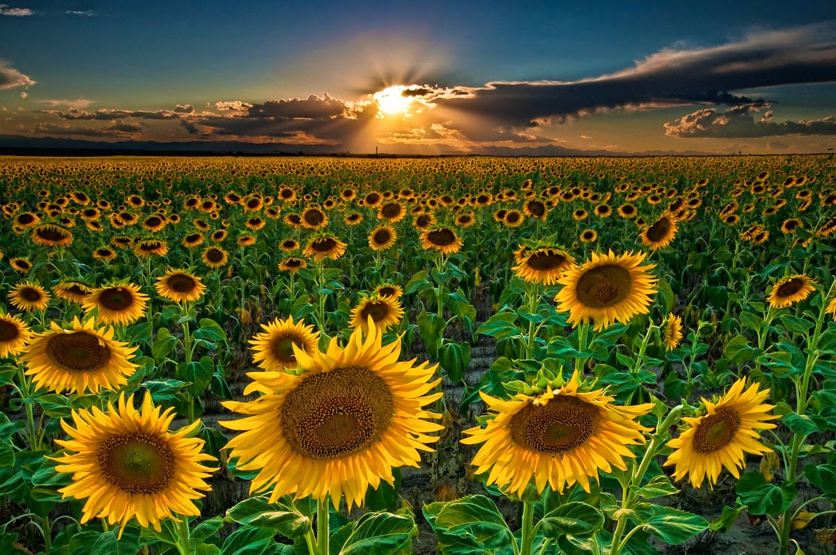Oh, How I Love Sunflowers!