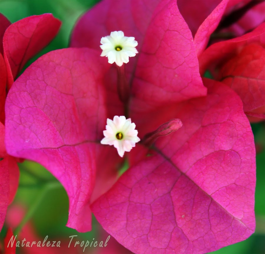 Flor de papel o Santa Rita (Bougainvillea sp); arbusto trepador ideal para adornar vallas y crear bonsáis