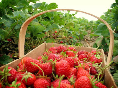 Kebun Strawberry gunung bromo Kebun Strawberry gunung bromo