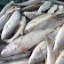 Prefeitura de Mairi distribui 6 toneladas de peixes