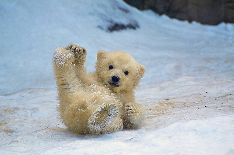 Смешные полярные медведи (15 фото)