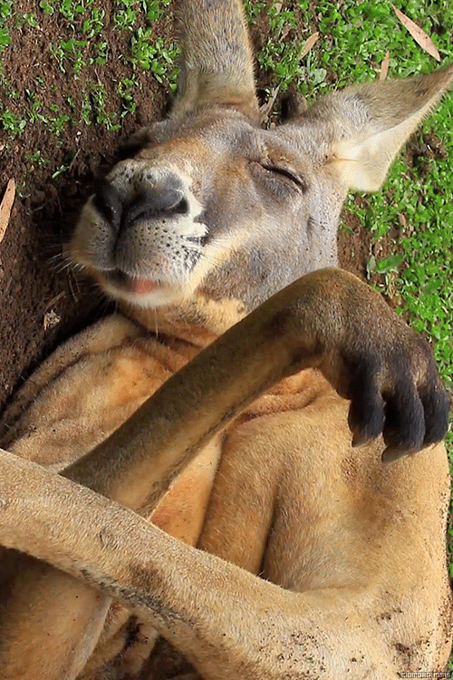 Adorable Sleeping Kangaroo. #adorable #animals #kangaroo #australian