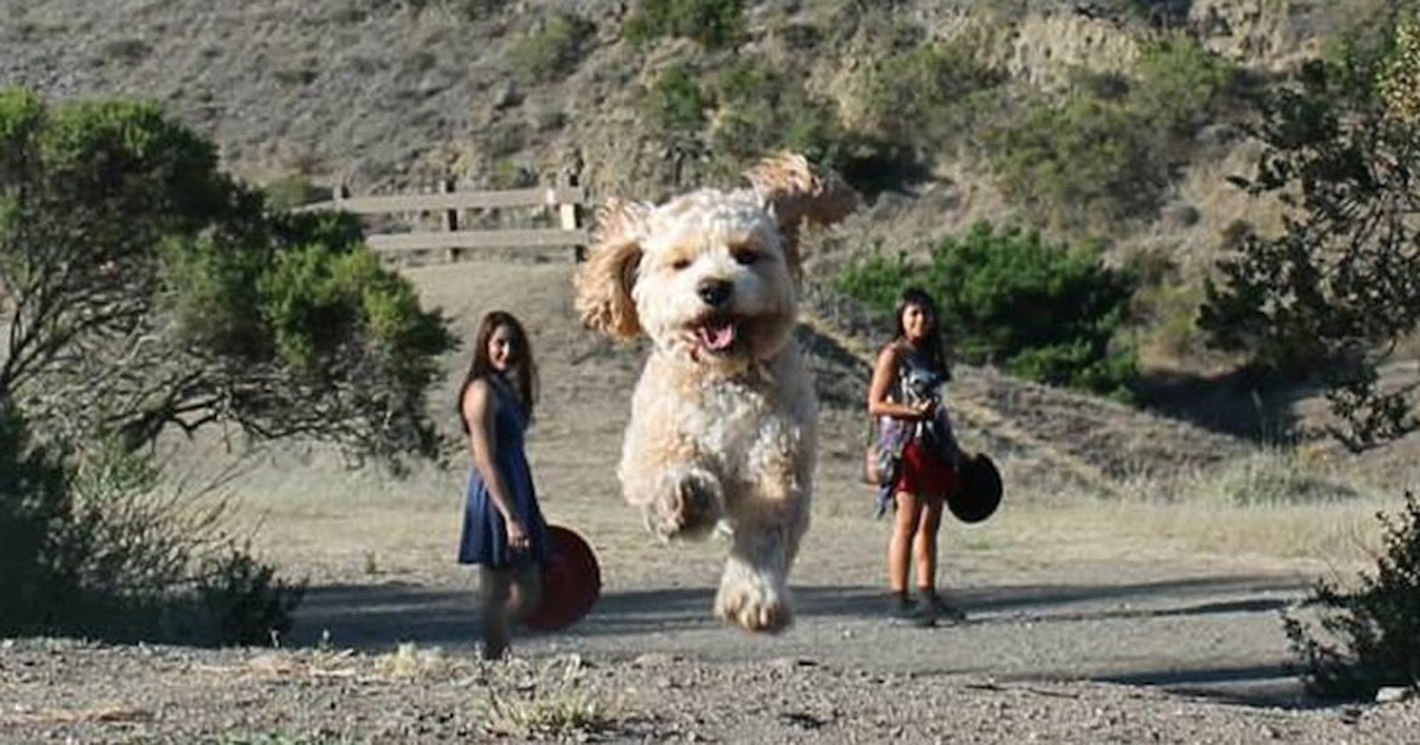 16 Perfectly Timed Photos Of Dogs That Turn Them Into Giants ...