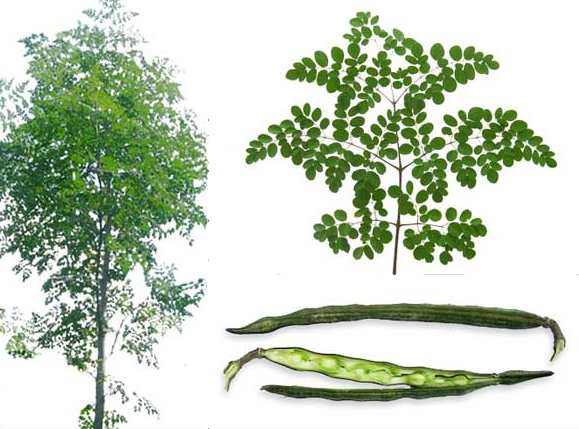 100 Gambar Animasi Daun Kelor Kekinian Gambar Pixabay