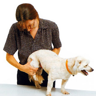 Tratamiento de artritis en perros Tratamiento de artritis en perros