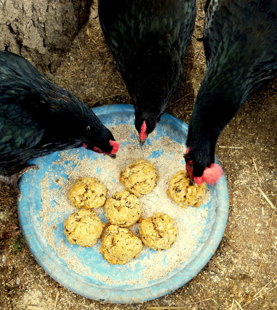 Oatmeal Cookies for your Chickens Fresh Eggs Daily® with Lisa Steele