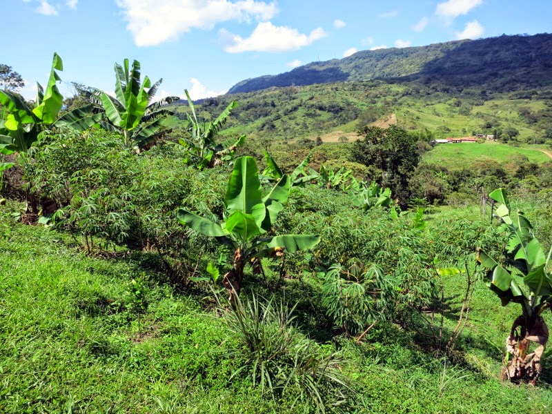 BananeYuca
