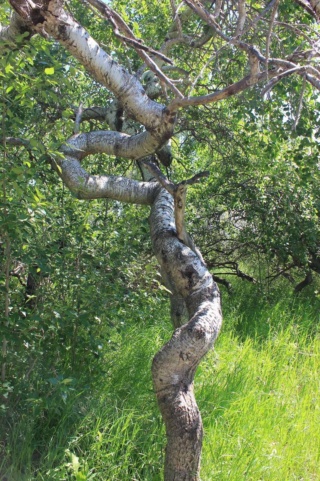 My Mountain Garden Gleanings Crooked Bush