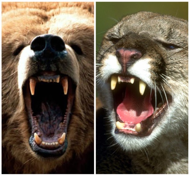 Bear Saves Man In Mountain Lion Attack White Wolf : Mother black bear saves man's life while on a nature hike