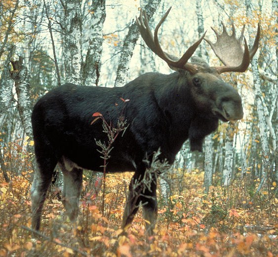 N N o N Moose population dying or growing Blame it on global warming!