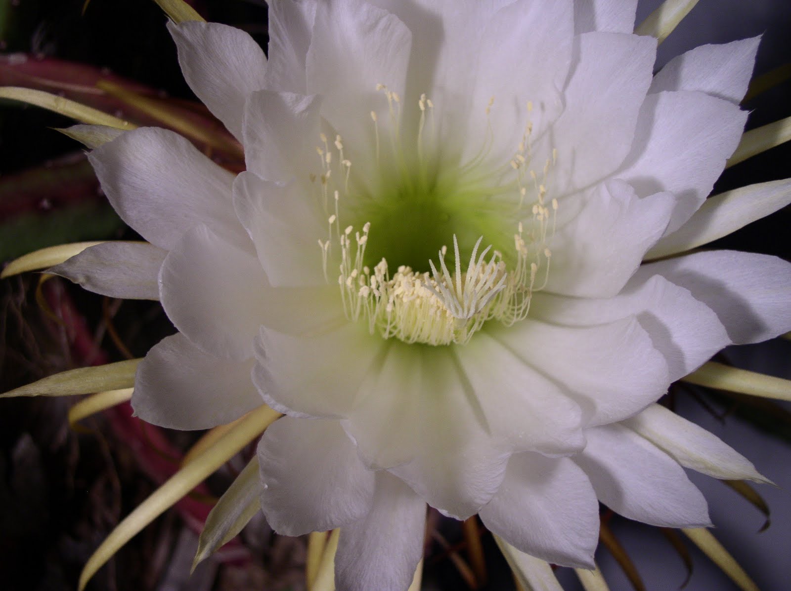 Florida Flowers and Gardens Night Blooming Cereus