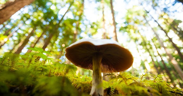 mushy-amongst-trees.jpeg