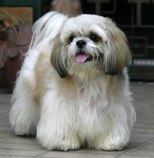 10 razões que os Shih Tzu são o melhor antidepressivo