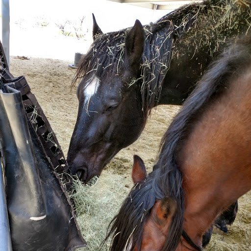 Ever Ready Equine Voices Rescue and Sanctuary