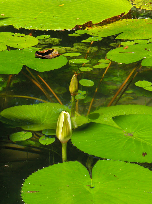 50 x Amazon: 10 Bäche und Teiche im Regenwald- Ökosystem Igarapé
