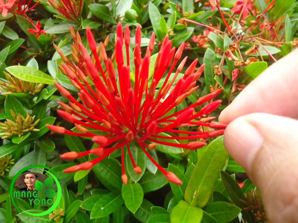 Dapatkan Inspirasi Untuk Tanaman Bunga Asoka Merah - Bunga Hias