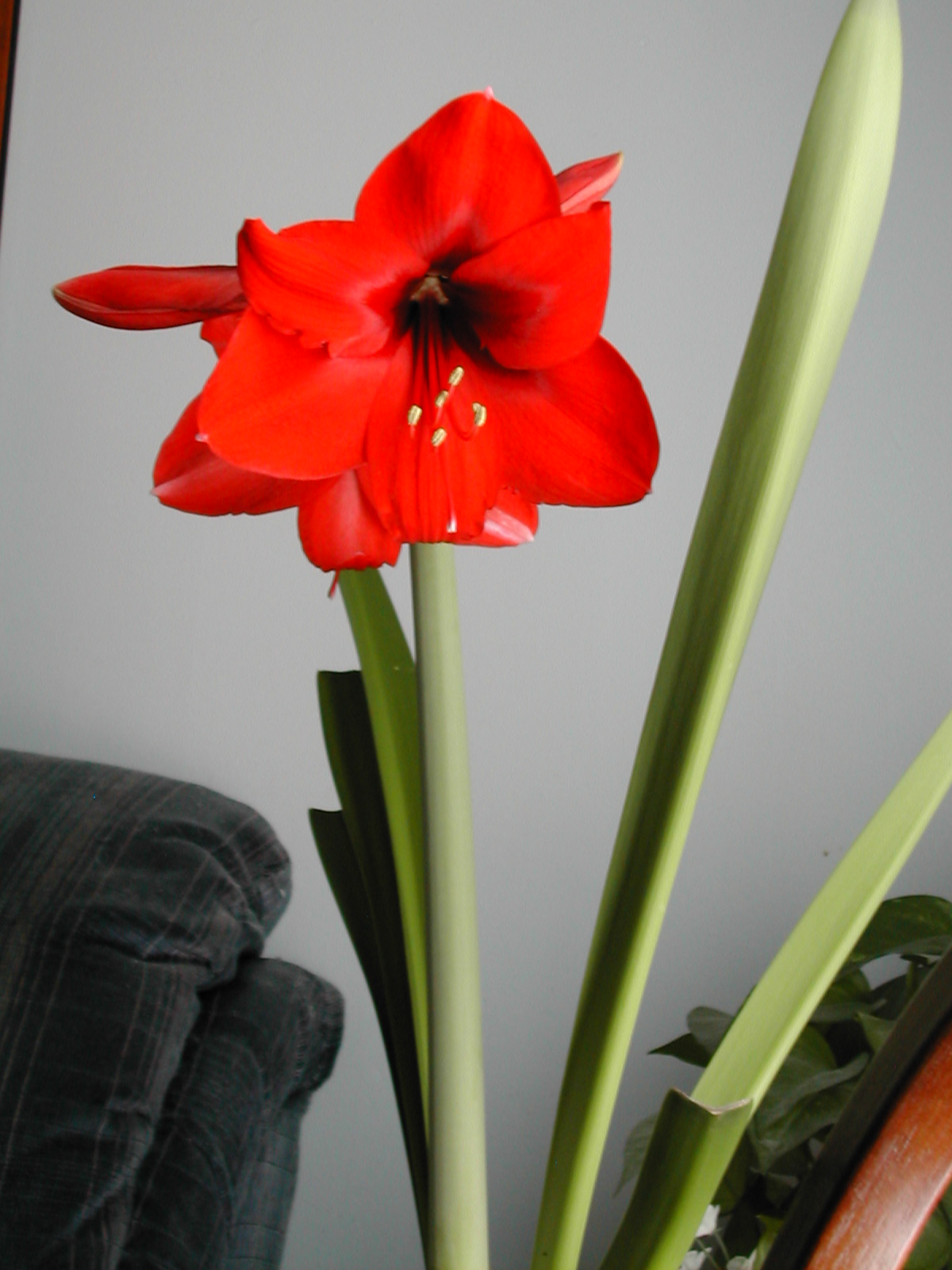 The Other Red Christmas Flower Amaryllis Planting and Care Dons Deals