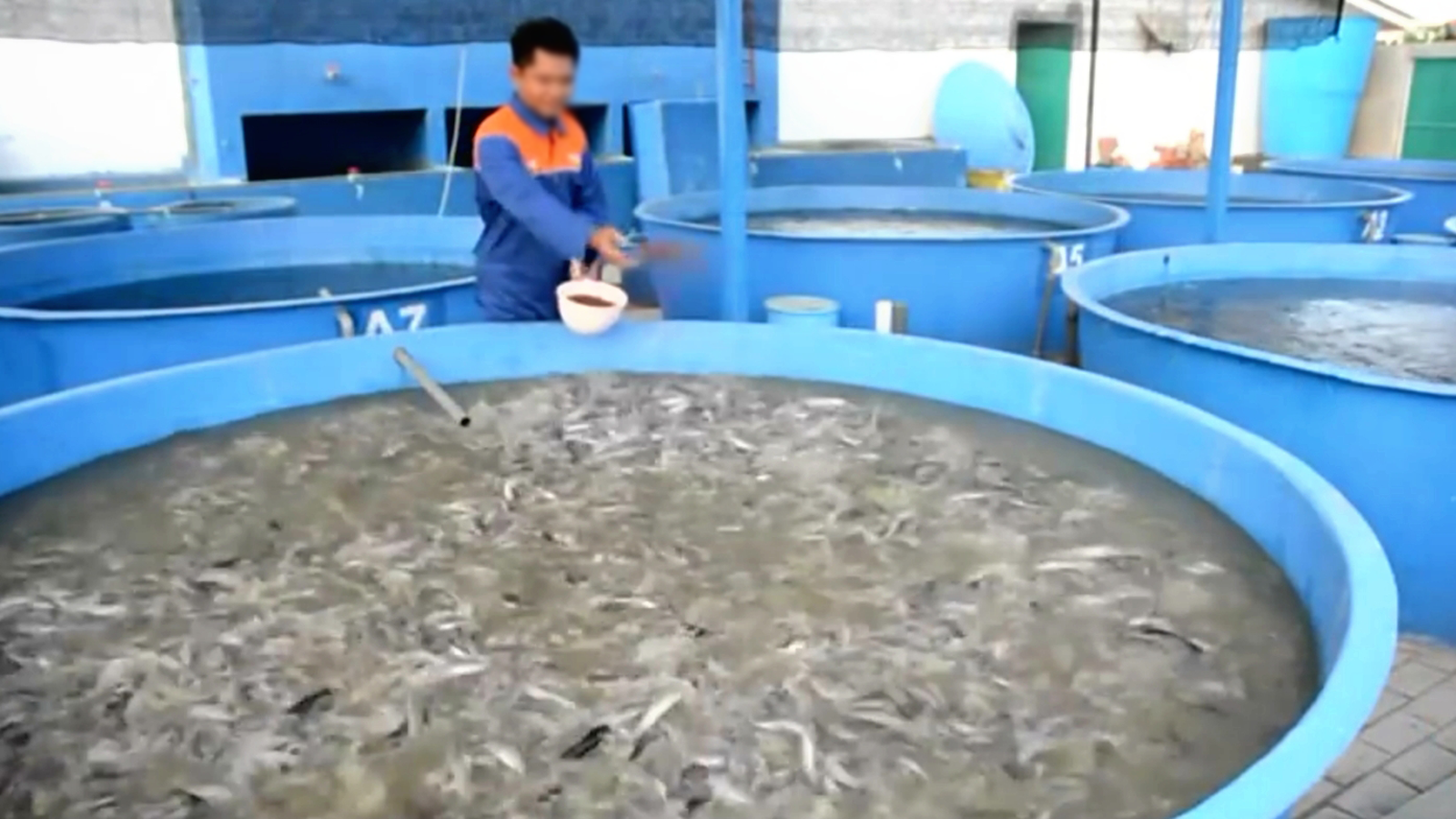 Cara Dan Waktu Memberi Pakan Ikan Yang Tepat Budidaya Lele Organik