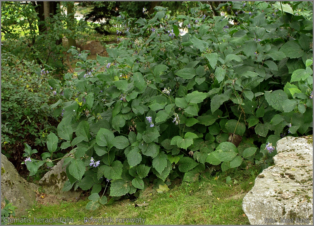 Plant Gallery Encyklopedia Roślin Clematis heracleifolia var