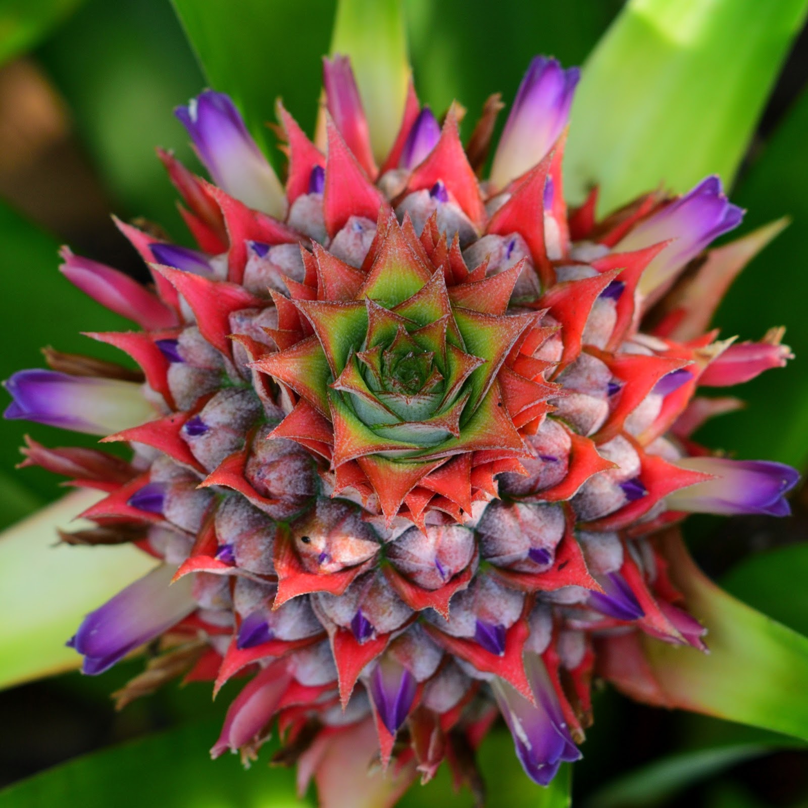 Pineapple Flower II