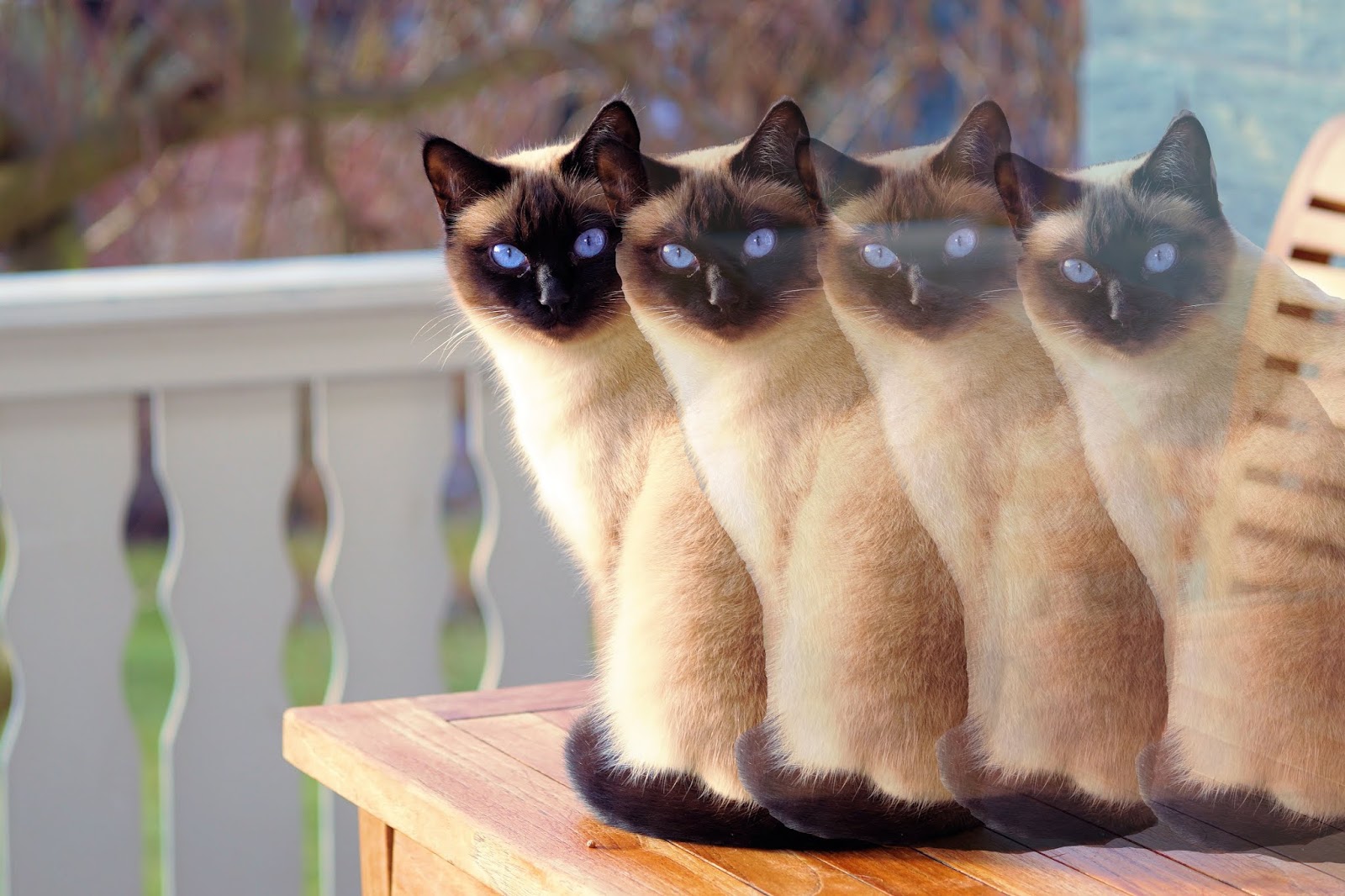 Dogs 100 disappearing dog