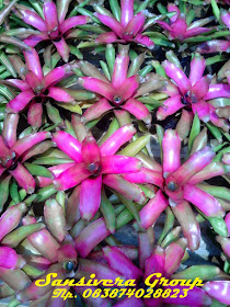 ANEKA BROMELIA BROMELIA-UNGU