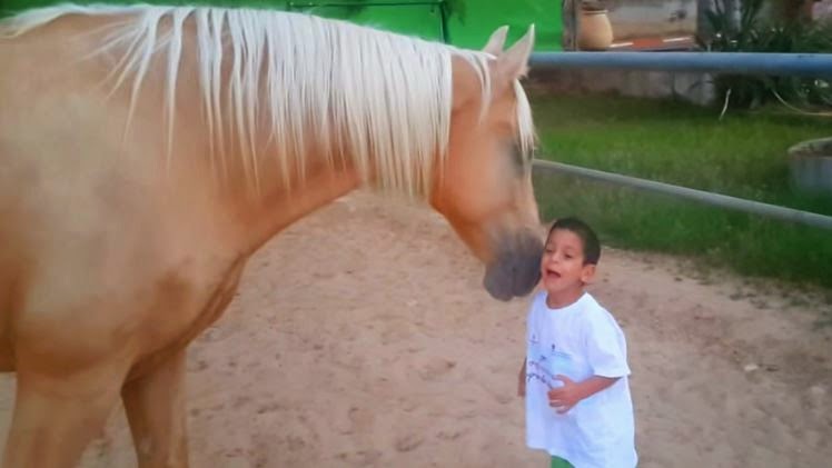¿Qué ocurre cuando un niño especial convive con un caballo? Esto es amor sin palabras